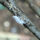Mealy Bug Destroyer larva
