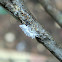 Mealy Bug Destroyer larva