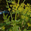 Wild Parsnip