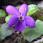 Wood violet, mirisna ljubičica