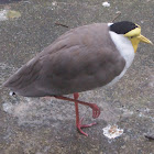 Masked lapwing