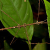 Spiny Stick Insect, Phasmid - Male