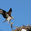 osprey