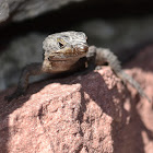 Girdled Tail Lizard