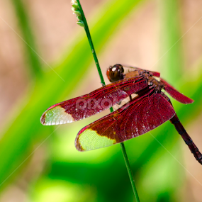 by Aditya Bugadi - Animals Insects & Spiders