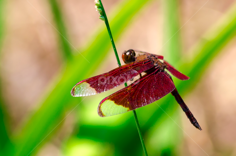 by Aditya Bugadi - Animals Insects & Spiders