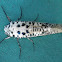 Leopard Moth