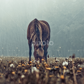 grazing in fog by Terenti Bittner - Animals Horses