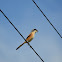 棕背伯勞 / Long-tailed Shrike