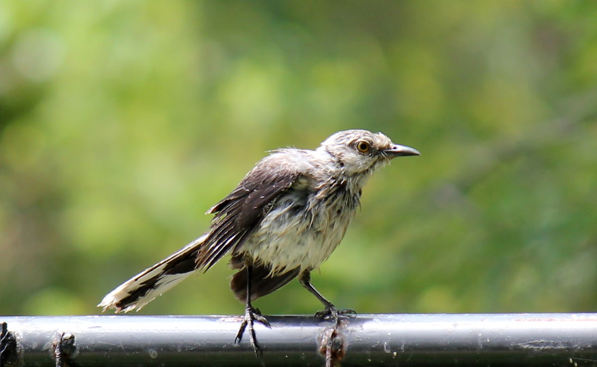 Tropical Mockingbird (juvenile)