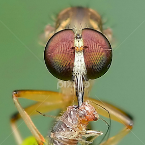 Lunch by Niney Azman - Animals Insects & Spiders