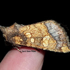 Burdock Borer Moth