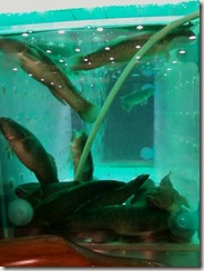 Photo-0009