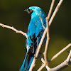 Saí-andorinha(Swallow Tanager)