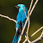 Saí-andorinha(Swallow Tanager)