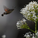 Hummingbird Hawk-moth