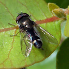 Carposcalis Syrphidae