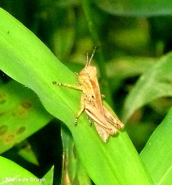 Spur-throated grasshopper
