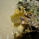 Ear seaweed