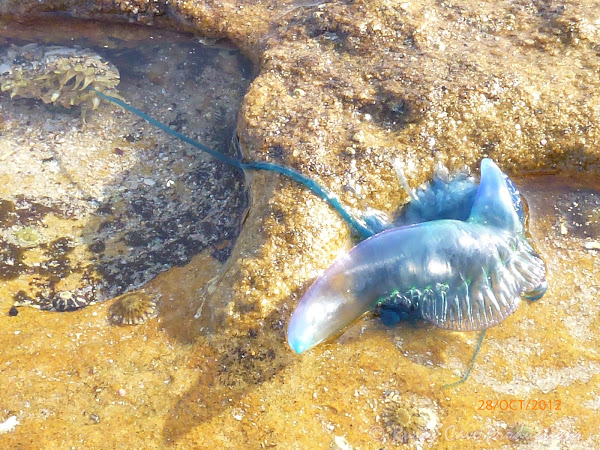 The Blue Bottle, or Portuguese Man o' War | Project Noah
