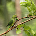 Rose Ringed Parakeet (Female)