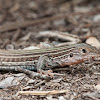 Eastern Spotted Whiptail