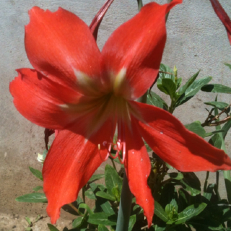 Amaryllis