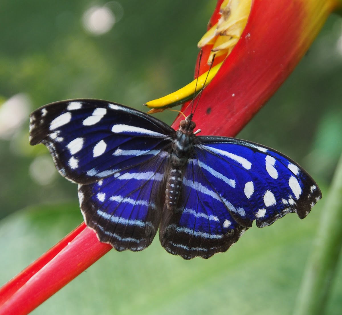 Tropical Bluewave or Whitened Bluewing