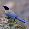 Azure-winged Magpie, Rabilargo