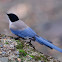 Azure-winged Magpie, Rabilargo
