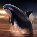 Beautiful Orca Swims In Sea logo