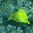 Yellow Tang (lau 'ipala)
