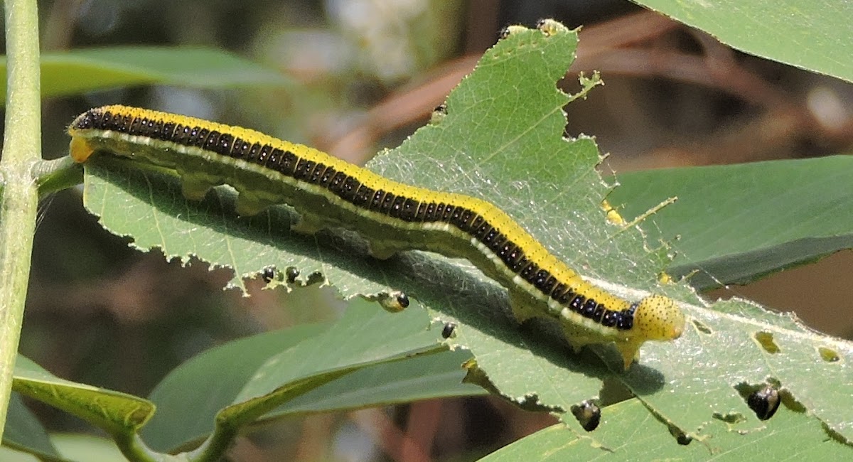Mottled Emigrant Caterpillar