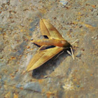 Theretra hawk moth