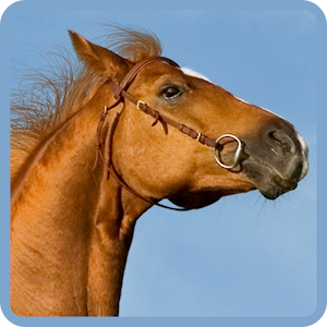 Horse Wallpapers 1.0