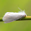 Crambid Moth