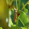 redlegged grasshopper