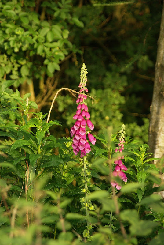 Comment Image