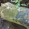 cracked ruffle lichen
