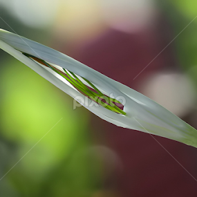 by Yenni Dhamayanti - Flowers Flowers in the Wild