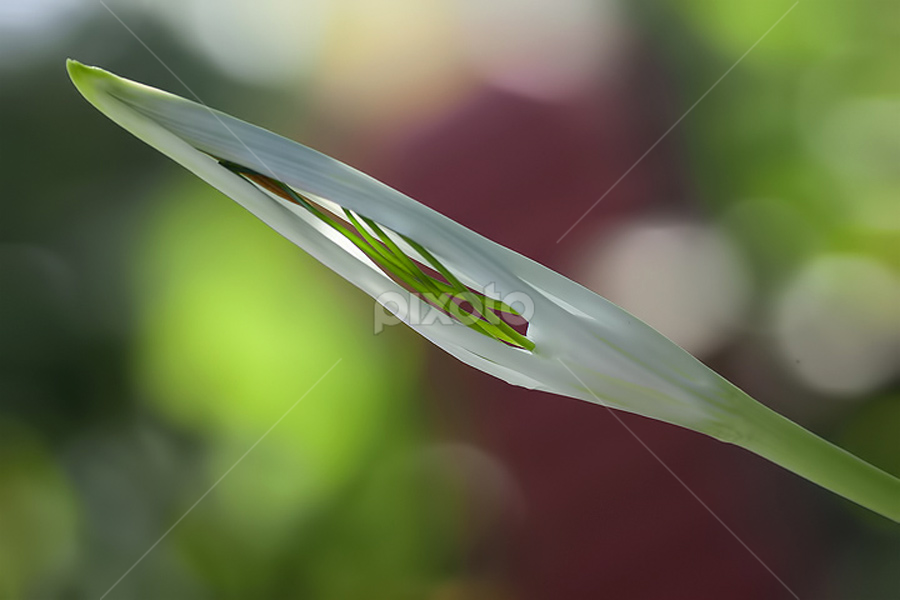 by Yenni Dhamayanti - Flowers Flowers in the Wild