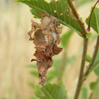 casemoth larva