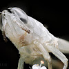 Grasshopper Exoskeleton