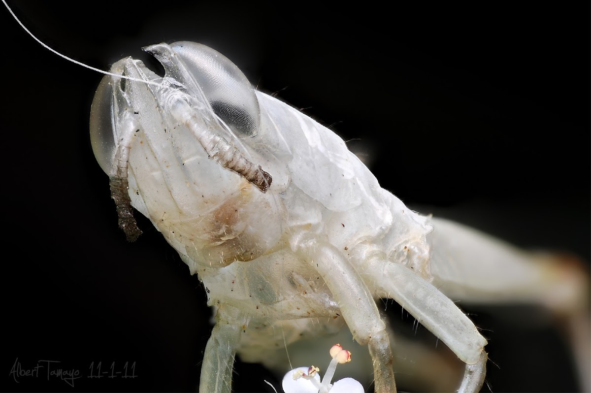 Grasshopper Exoskeleton