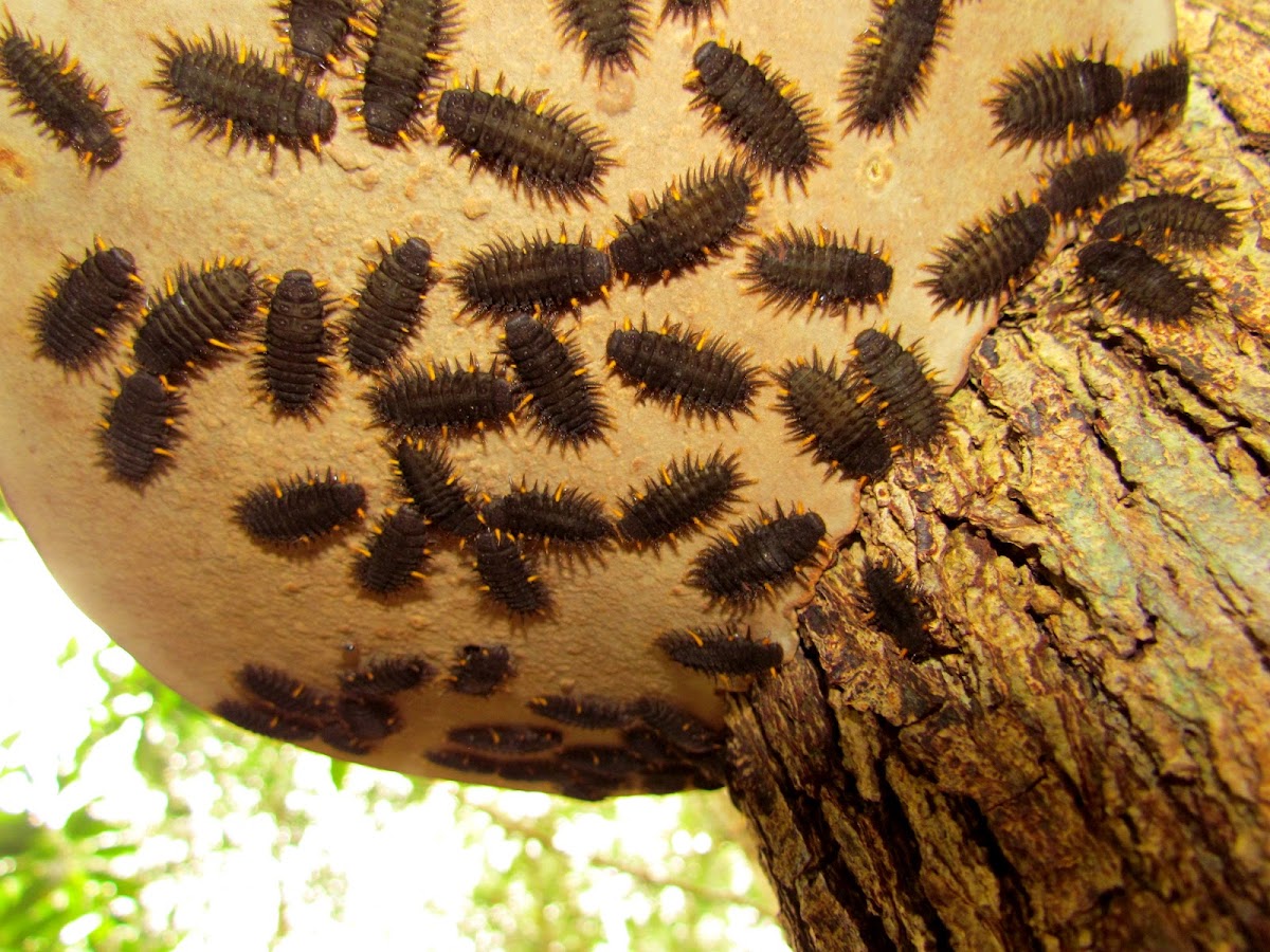 Fungus Beetle Nymphs