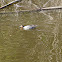 Green-winged Teal