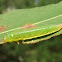 Solitary sawfly larva