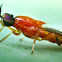 Orange spiny soldier fly