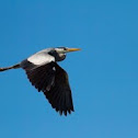 Grey Heron