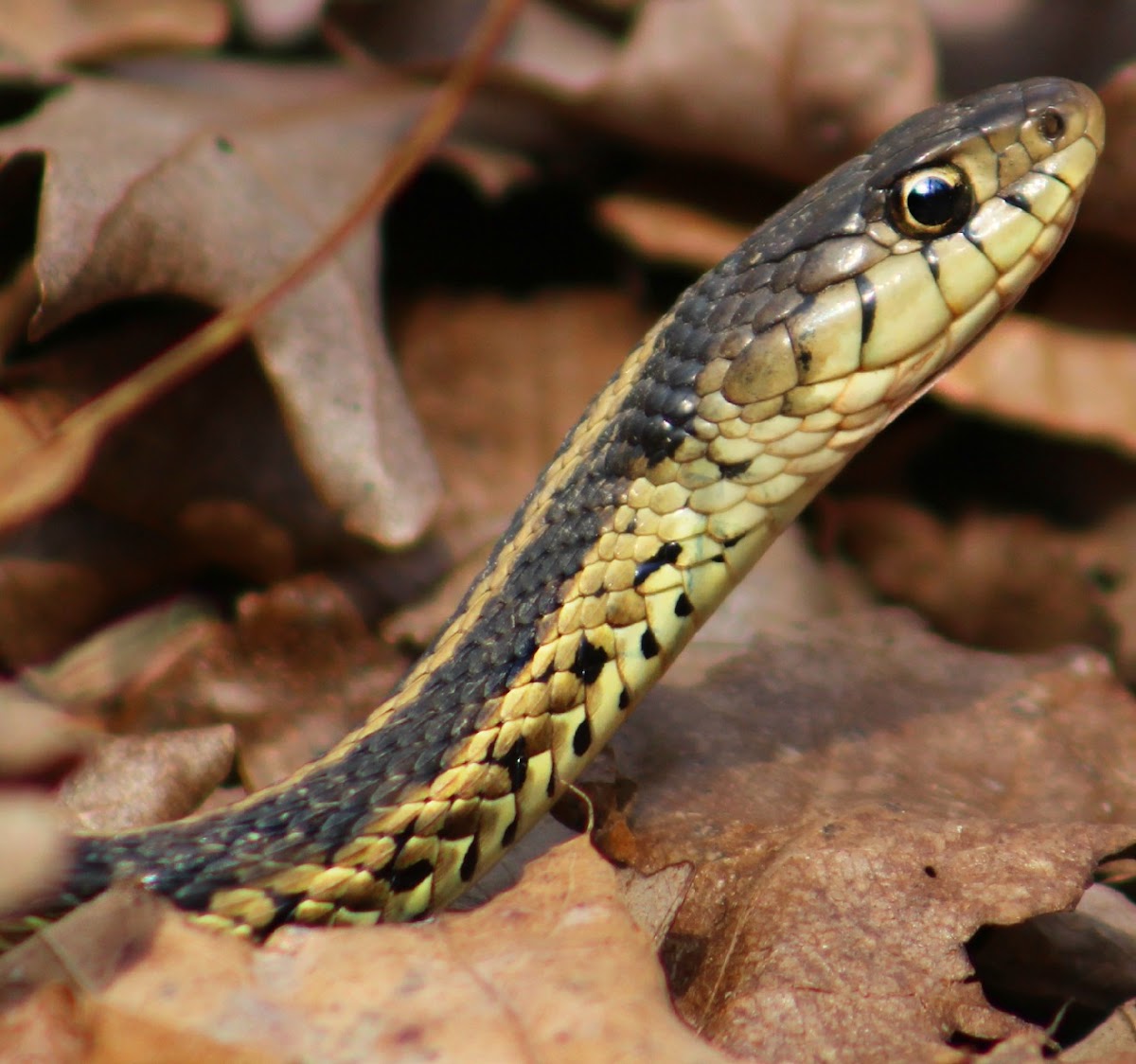 Eastern Garter Snake